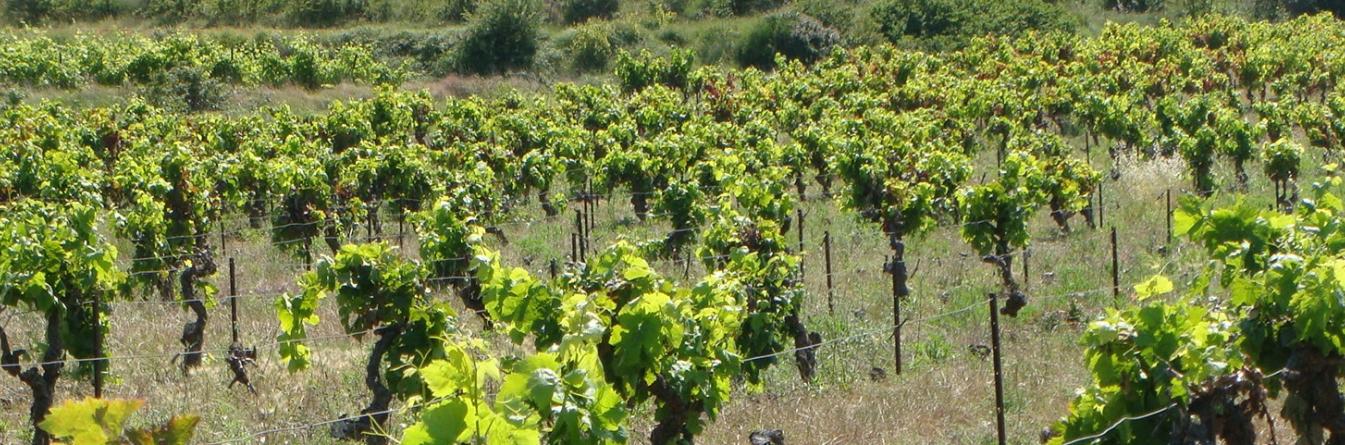 La prospection du vignoble par les GDON - exemple en Gironde