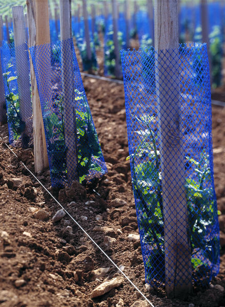 Pl@ntgrape : l'application pour choisir cépage, clone et porte-greffe