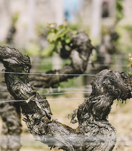 Formation taille "douce" de la vigne