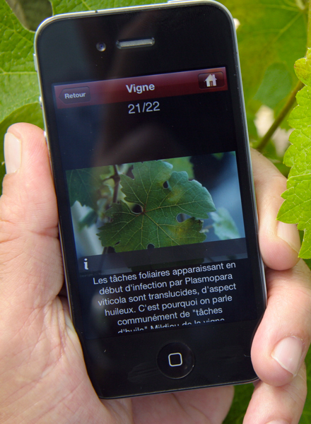 Application Smartphone Maladies et ravageurs de la vigne
