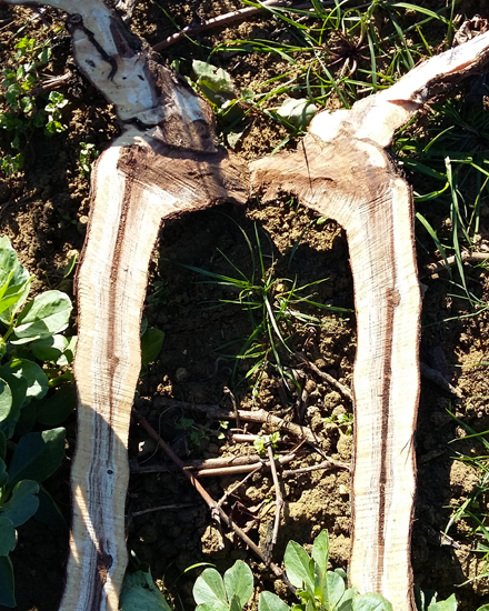 Formation Maladies de la vigne