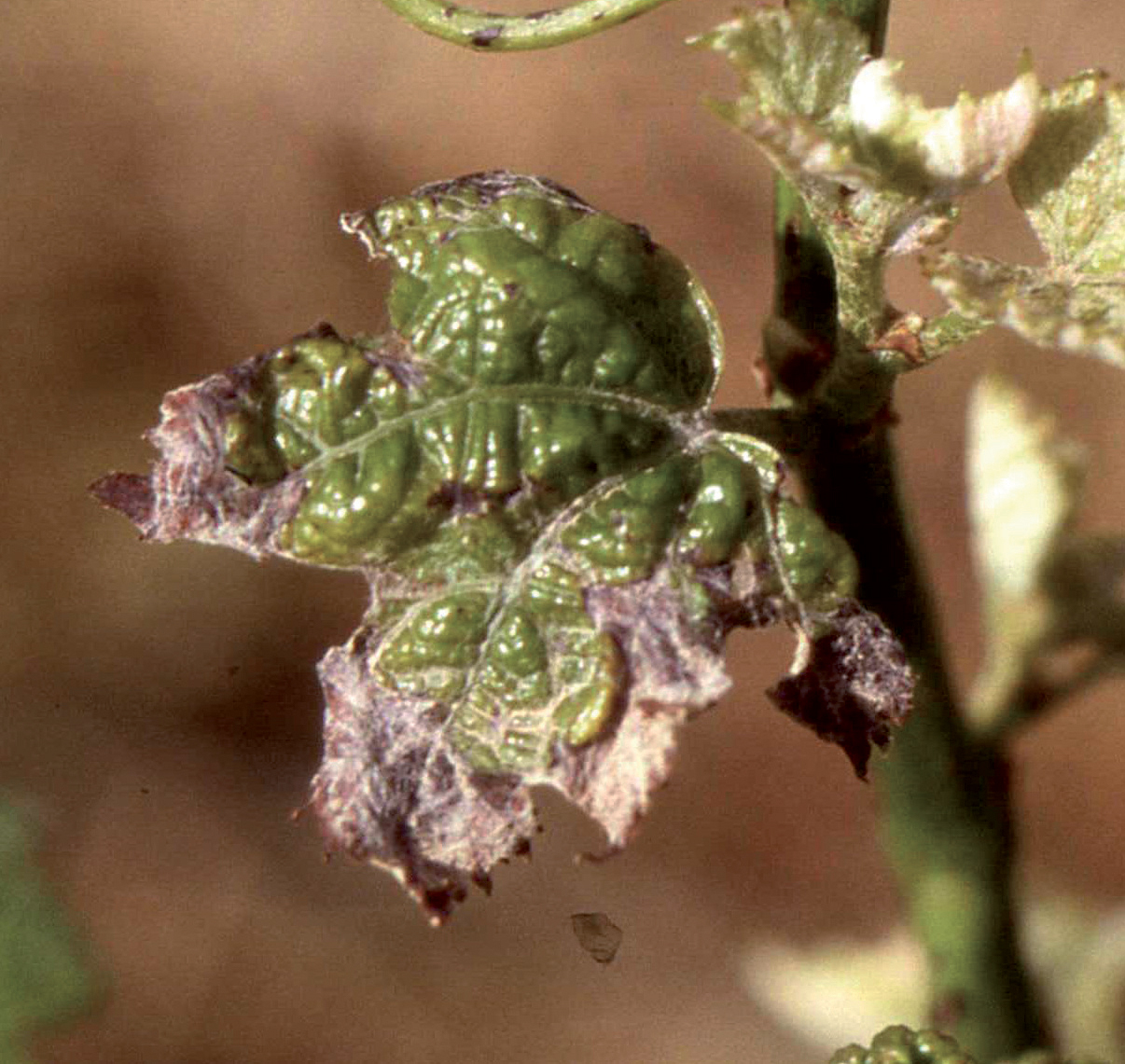 Lutte contre les maladies du bois de la vigne