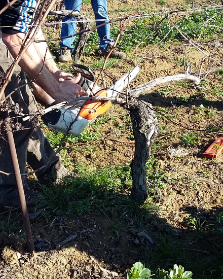 Formation Greffage re-greffage et sur-greffage en vigne