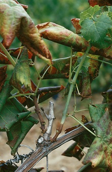 Suivi de la flavescence dorée en Charentes