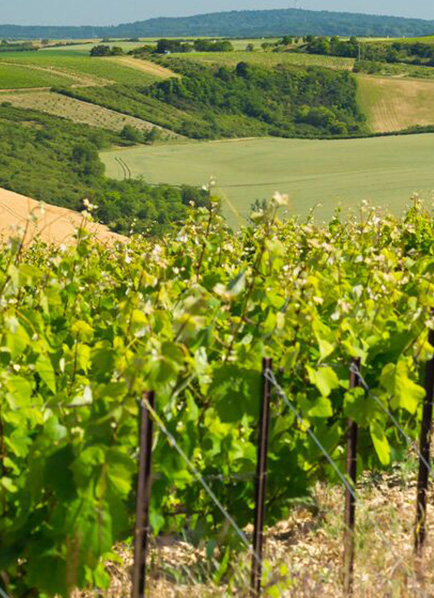 Physiologie de la vigne et défenses contre les maladies du bois