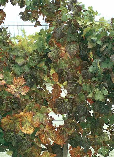 Symptômes des viroses de la vigne