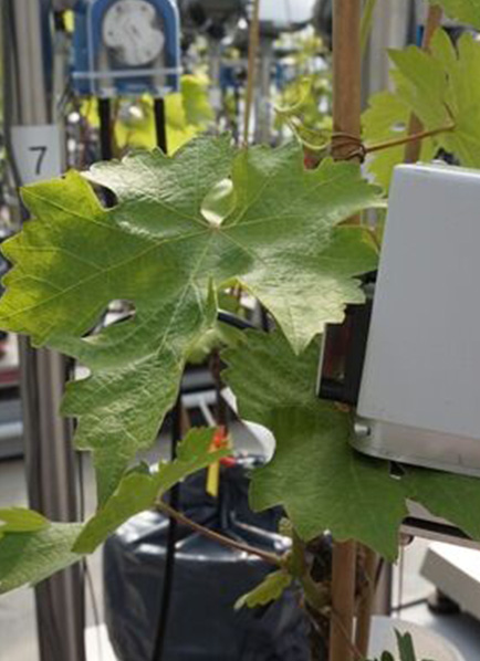 Enseignements des dépérissements forestiers pour la vigne