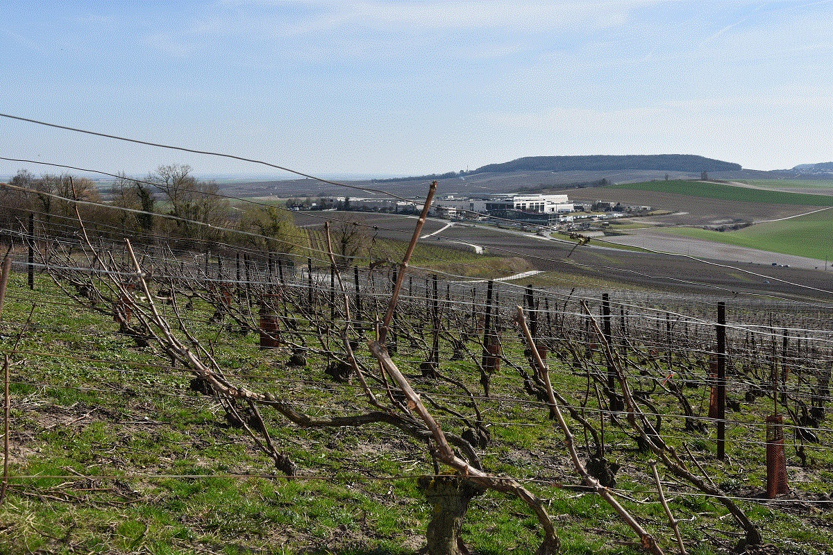 Pieds montés en Champagne