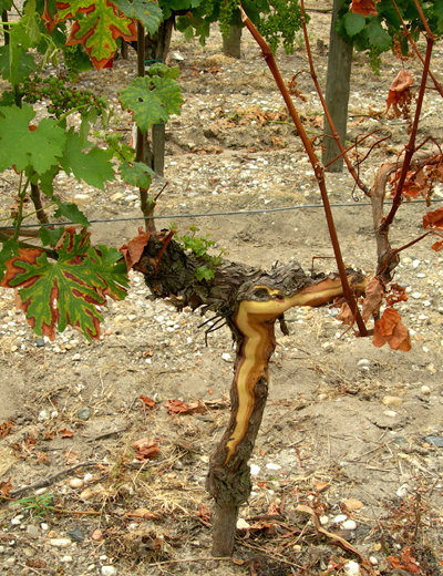 Action de l’arsénite de sodium au vignoble