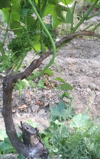 Recépage de la vigne