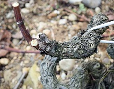 La taille non mutilante dans les plantiers