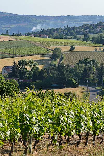 Dépérissements et besoins en eau de la vigne