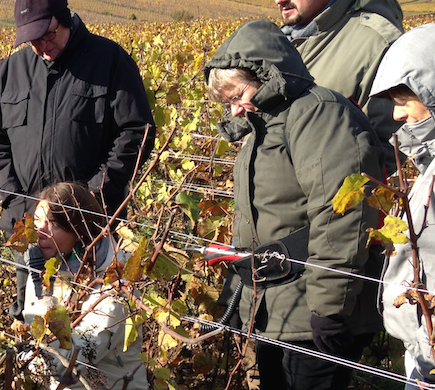 Formation pour les Formateurs : Dépérissements du vignoble