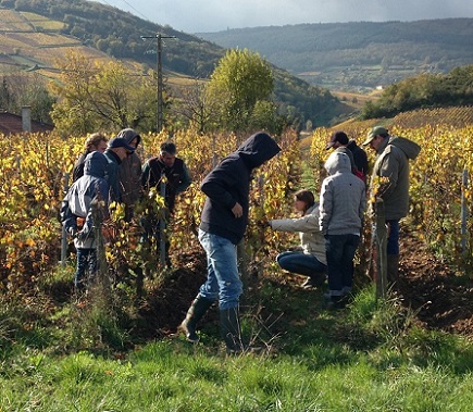 Mobilisation et innovation vigneronne