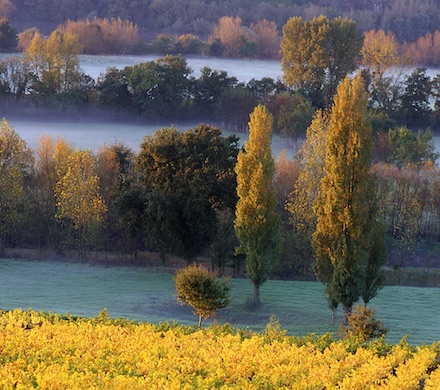 Observatoire des maladies du bois en Val de Loire