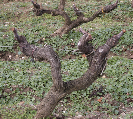 Repenser la taille de la vigne : principes généraux