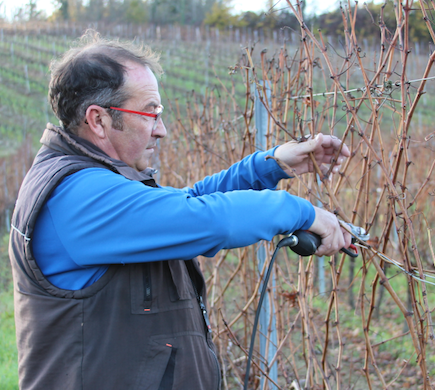 Formation taille de la vigne