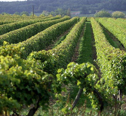 Etypa-Test: Evaluation in the vineyards of a quick in-vitro test for Eutypiose sensitivity