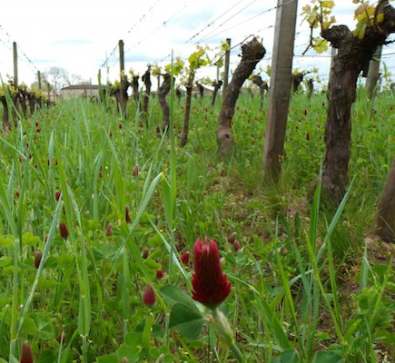 VITIRHIZOBIOME: Role of rhizosphere and root microbiome on young vine plants’ functioning