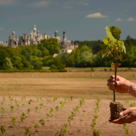 Formation Taille de formation des jeunes vignes