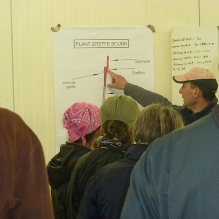 Formation en pépinière viticole - Dépérissement