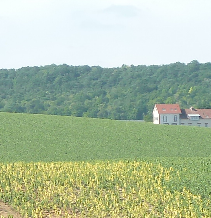 Formation sur les viroses de la vigne PATHOGEN