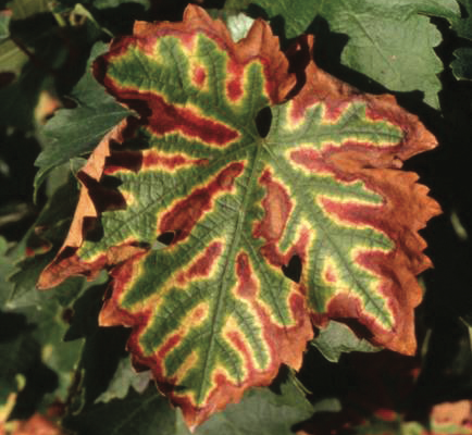 Formation Dépérissement de la Vigne
