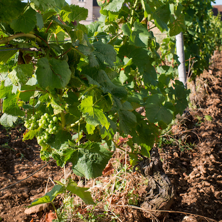 Formation Travaux en vert et maladies du bois