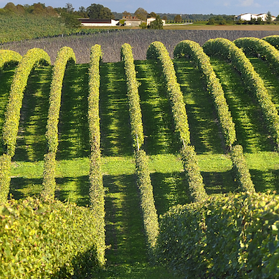 Cognac 2025 : pérénnité du vignoble