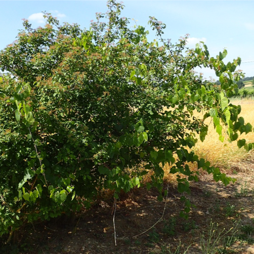 Gestion des vignes non cultivées, réservoirs potentiels de Flavescence dorée