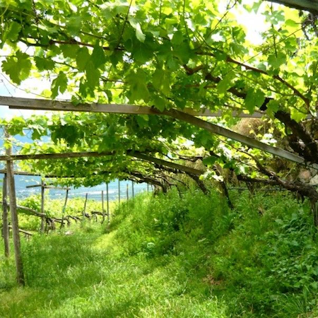 Lutte contre la flavescence dorée dans les vignes non cultivées