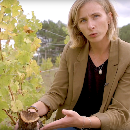 La loupe atomique : un nouvel outil pour détecter le dépérissement de la vigne