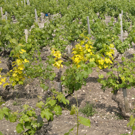 Coupré