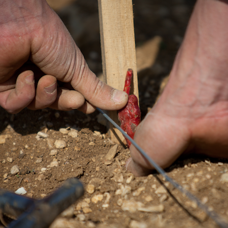 Coût de la plantation en Bourgogne