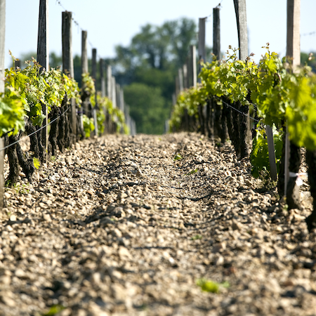 Webinaire Gestion durable des sols viticoles