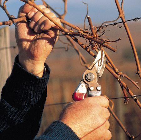 Webinaire Pourquoi tailler sa vigne en respect des flux de sève ? 