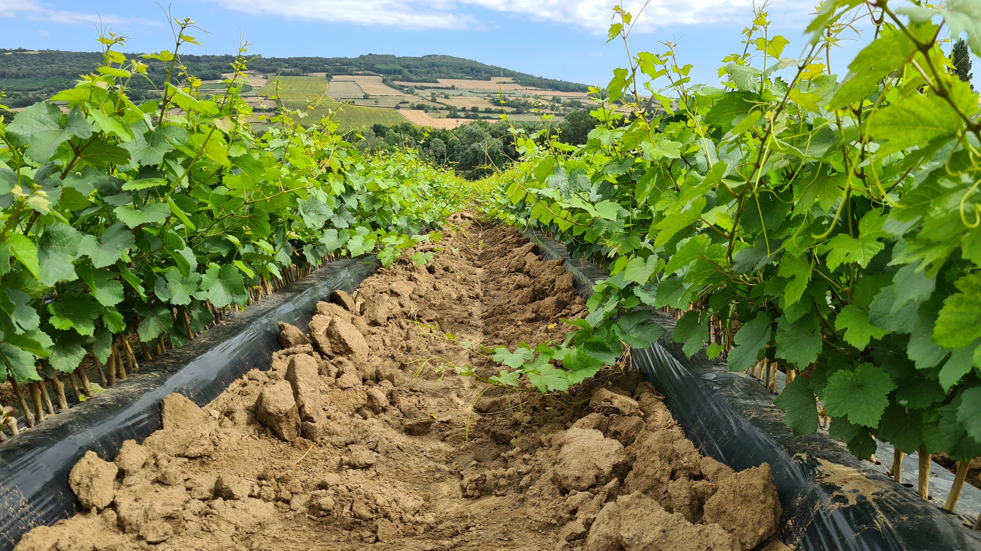 Journées "Redécouverte de la pépinière" en Bourgogne et en Champagne