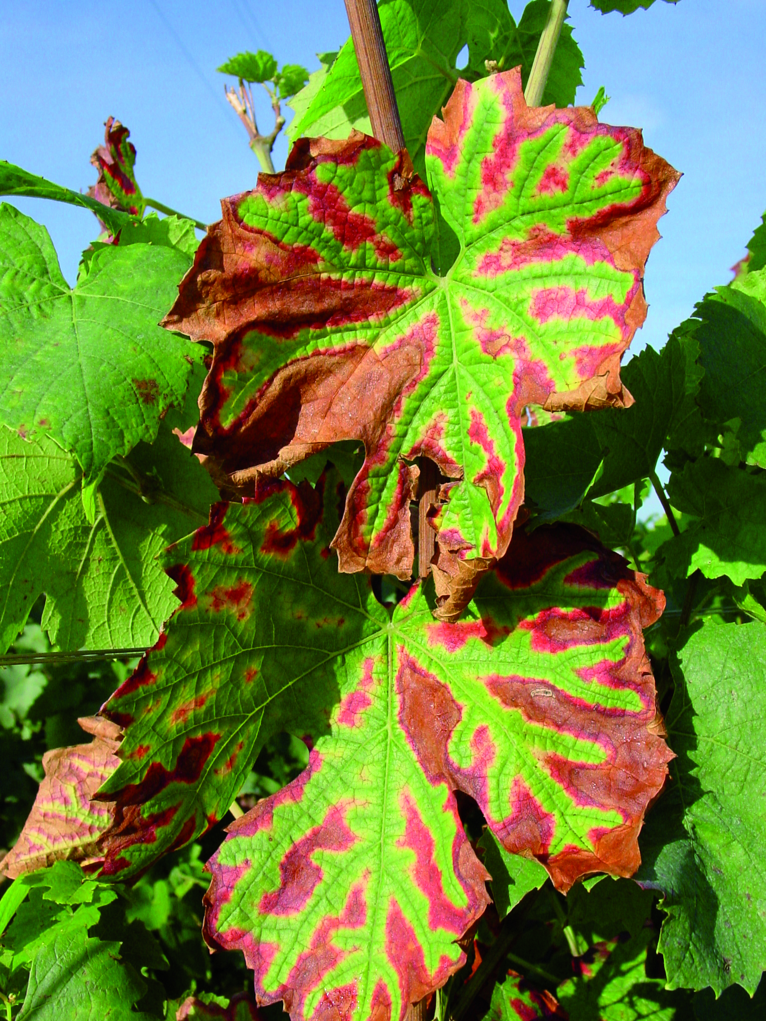 Matinée ESCA et longévité des ceps
