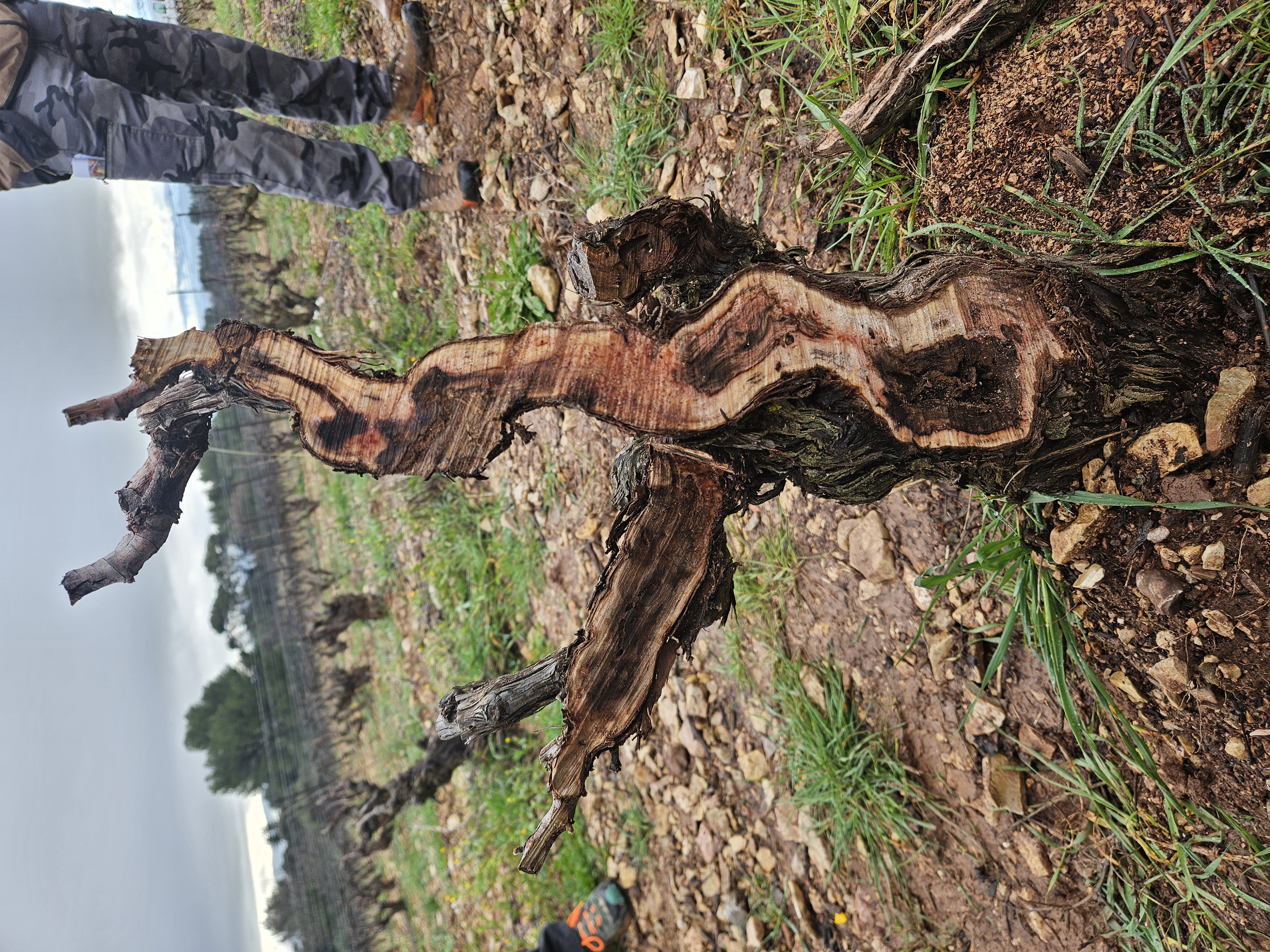 Réunion 16 février 2026 Provence Cep Coupé