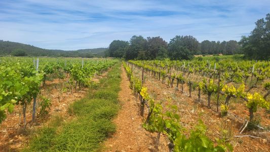 Etude court-noué en Provence 2