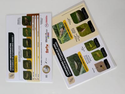 Fiche insecte