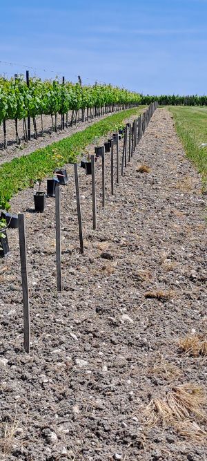 Plantation MARKFD 3