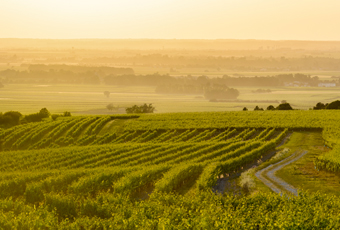 Paysage vignoble charentes