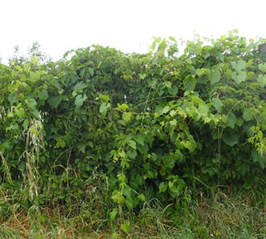 Brousailles vitis
