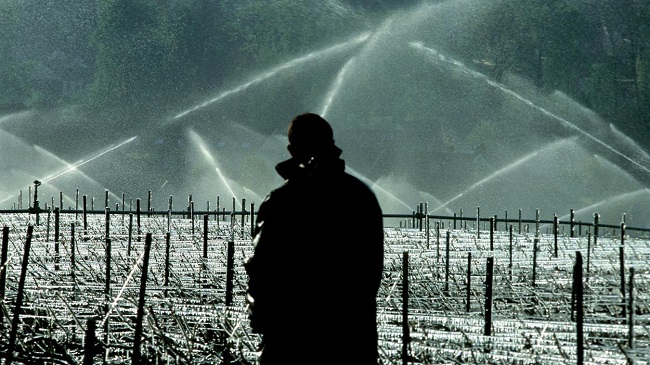 L'aspersion d'eau permet de préserver les bourgeons du gel