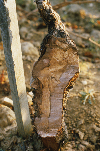 Coupe tronc de vigne