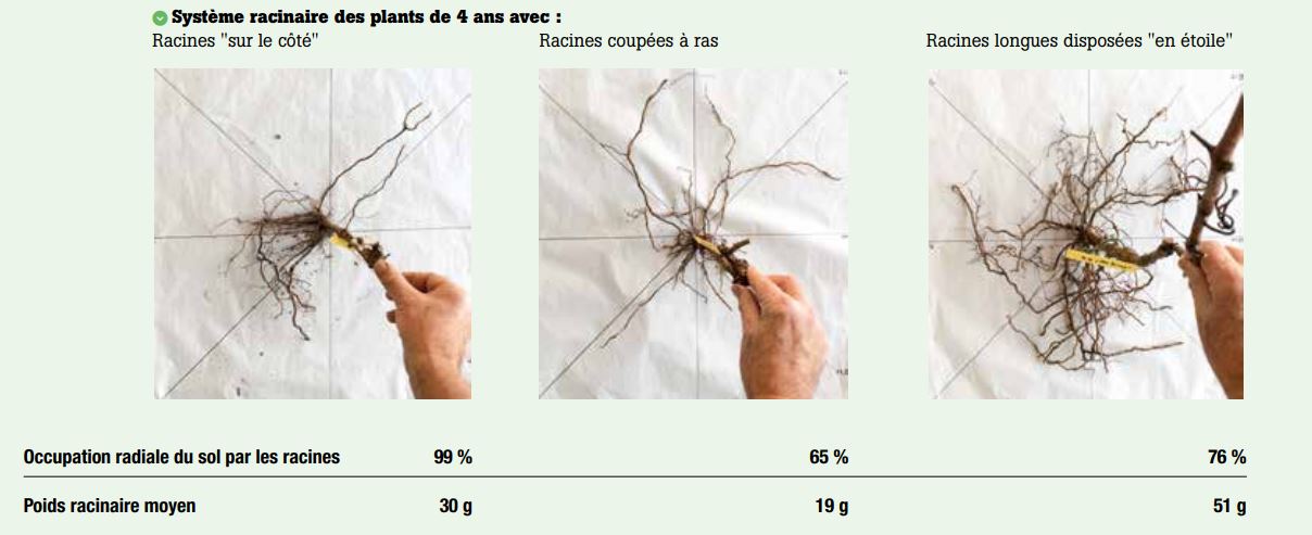 Disposition des racines sur des plants de 4 ans