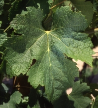 feuille cépage merlot