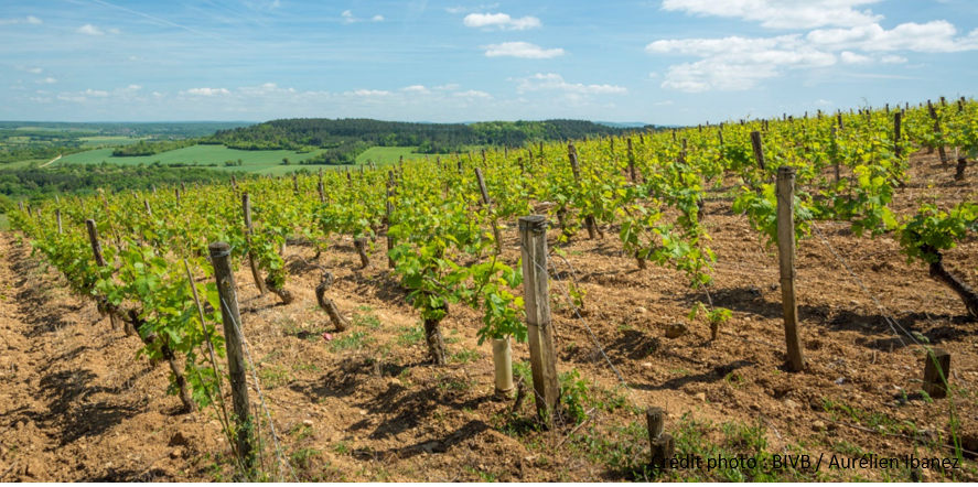 Paysage vigne BIVB Aurelien Ibanez