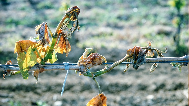 Jeunes pousses de vigne touchées par le gel